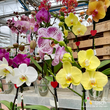 Des fleurs pour la Fête des mères