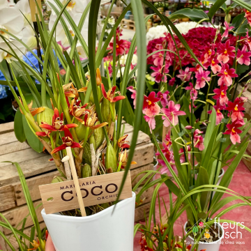 Des fleurs pour la Fête des mères