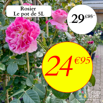 Des fleurs pour la Fête des mères