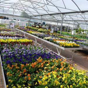 Fleurs d'automne et bisannuelles