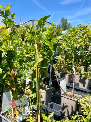 Fruitiers et petits fruits