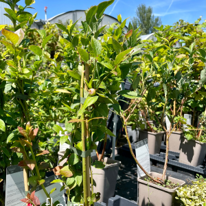 Fruitiers et petits fruits