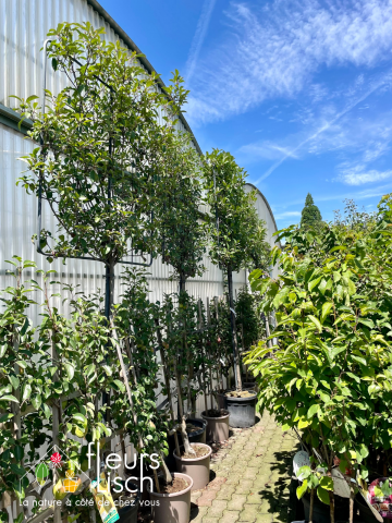 Fruitiers et petits fruits