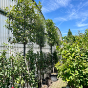 Fruitiers et petits fruits