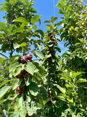Fruitiers et petits fruits