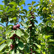 Fruitiers et petits fruits