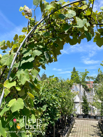 Fruitiers et petits fruits