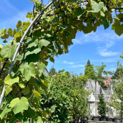 Fruitiers et petits fruits