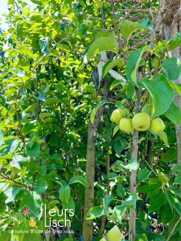 Fruitiers et petits fruits