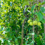 Fruitiers et petits fruits