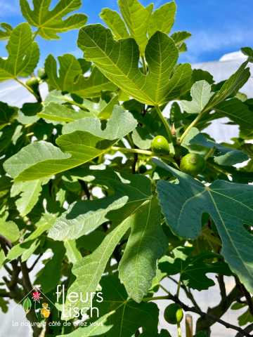 Fruitiers et petits fruits