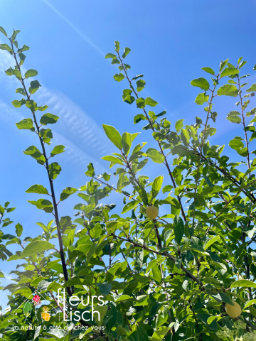 Fruitiers et petits fruits
