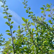 Fruitiers et petits fruits