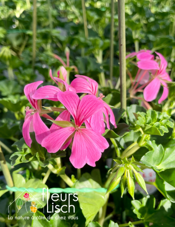 geranium elsass
