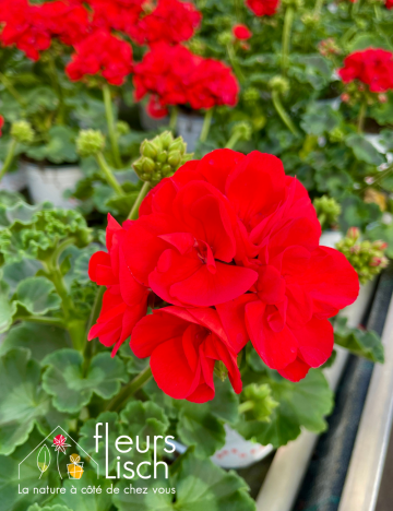 geranium elsass