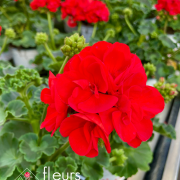 geranium elsass