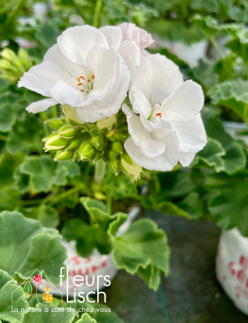 geranium elsass