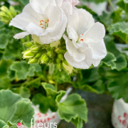 geranium elsass