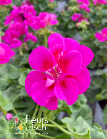 geranium elsass