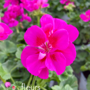 geranium elsass