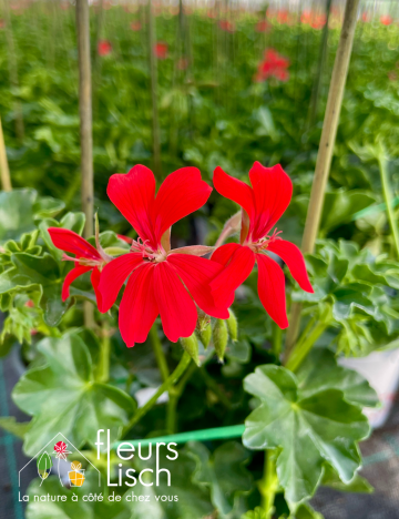 geranium elsass