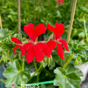 geranium elsass
