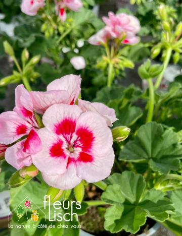 geranium elsass