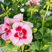 geranium elsass