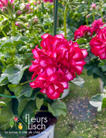 geranium elsass