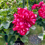 geranium elsass