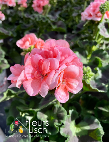 geranium elsass