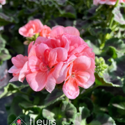 geranium elsass