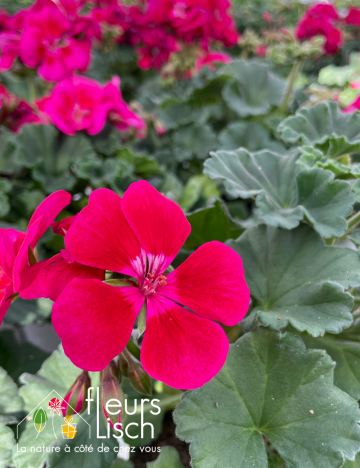 geranium elsass