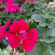 geranium elsass