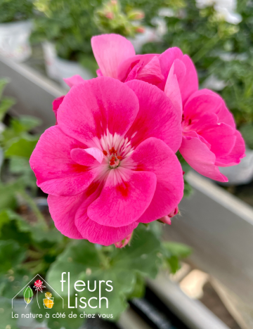 geranium elsass