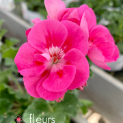 geranium elsass