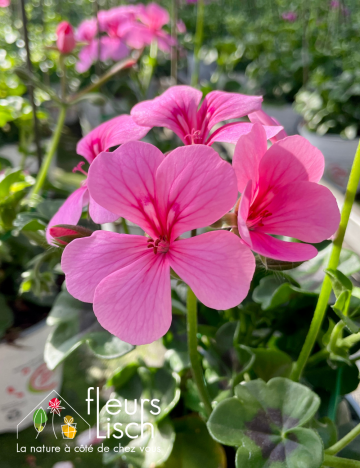 geranium elsass