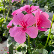 geranium elsass
