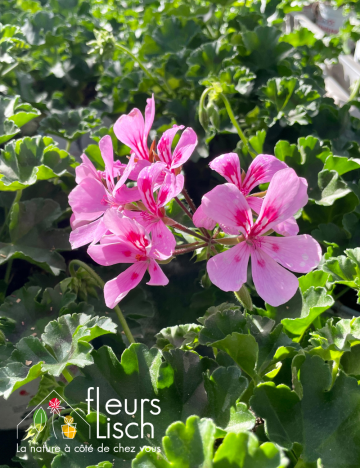 geranium elsass