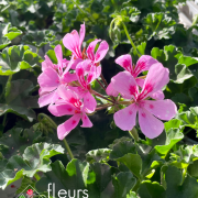 geranium elsass