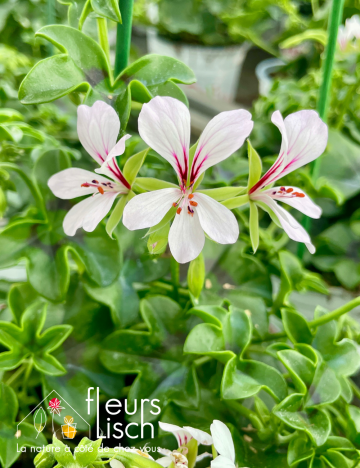geranium elsass