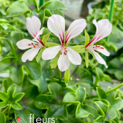 geranium elsass