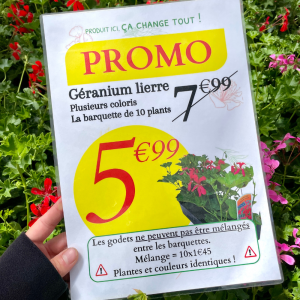 Géranium Lierre