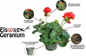 Elsass Géranium