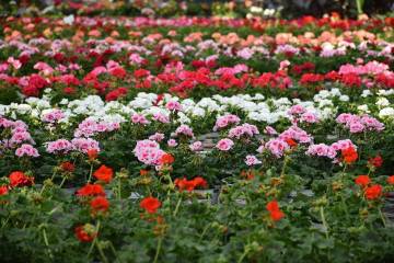 Géranium Fleurs Lisch