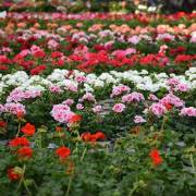 Géranium Fleurs Lisch