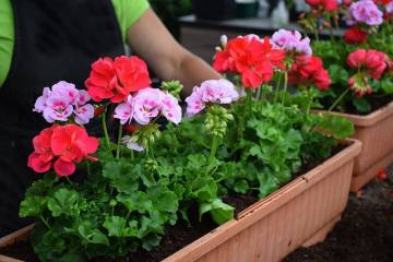 Géranium Fleurs Lisch