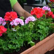 Géranium Fleurs Lisch