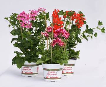 Géranium Fleurs Lisch