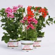 Géranium Fleurs Lisch